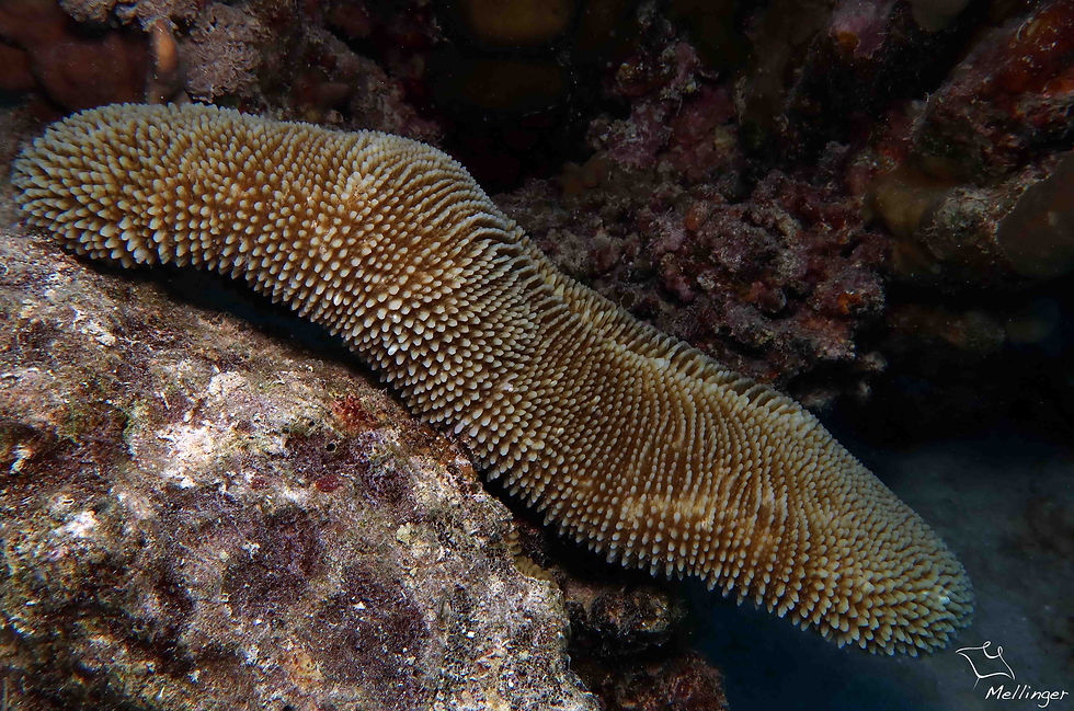 Corail champignon à rayon