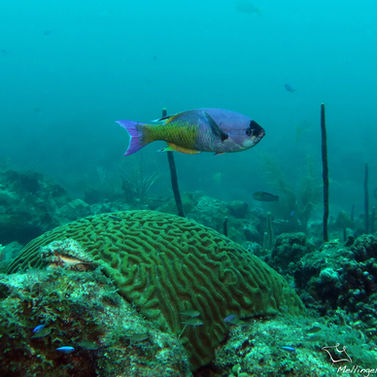 Manioc Clepticus parrae 