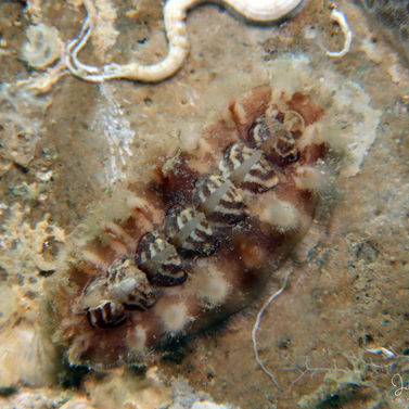 Chiton zébré Acanthochitonia zebra