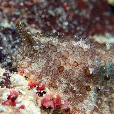 Pleurobranchus areolatus