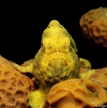 Antennaire longue-ligne Antennarius multiocellatus