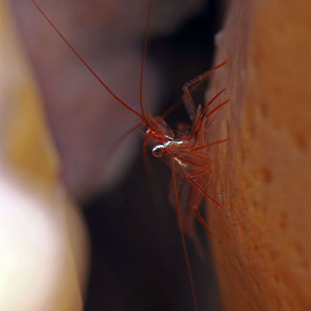 Crevette de Pedersen Lysmata pederseni