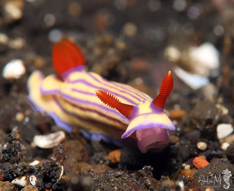 Hypselodoris maridadilus 
