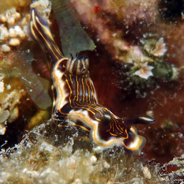 Doris à rayure dorée Felimare ruthae