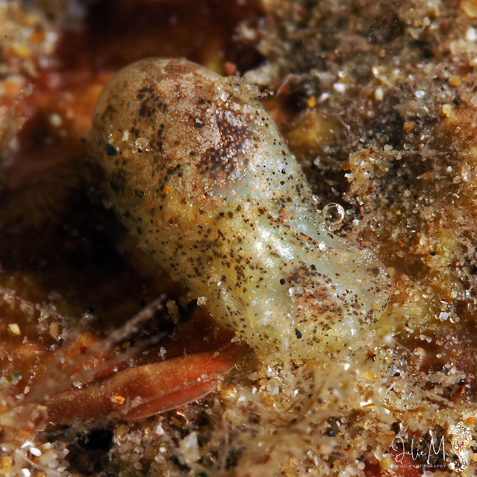 Haminoé des Antilles