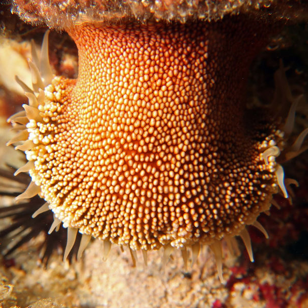 Bunodosoma granuliferum 