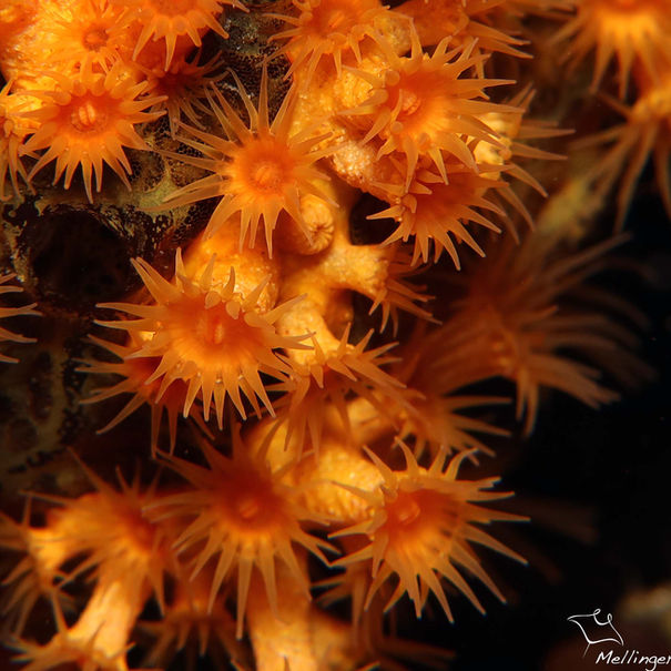 Parazoanthus swiftii