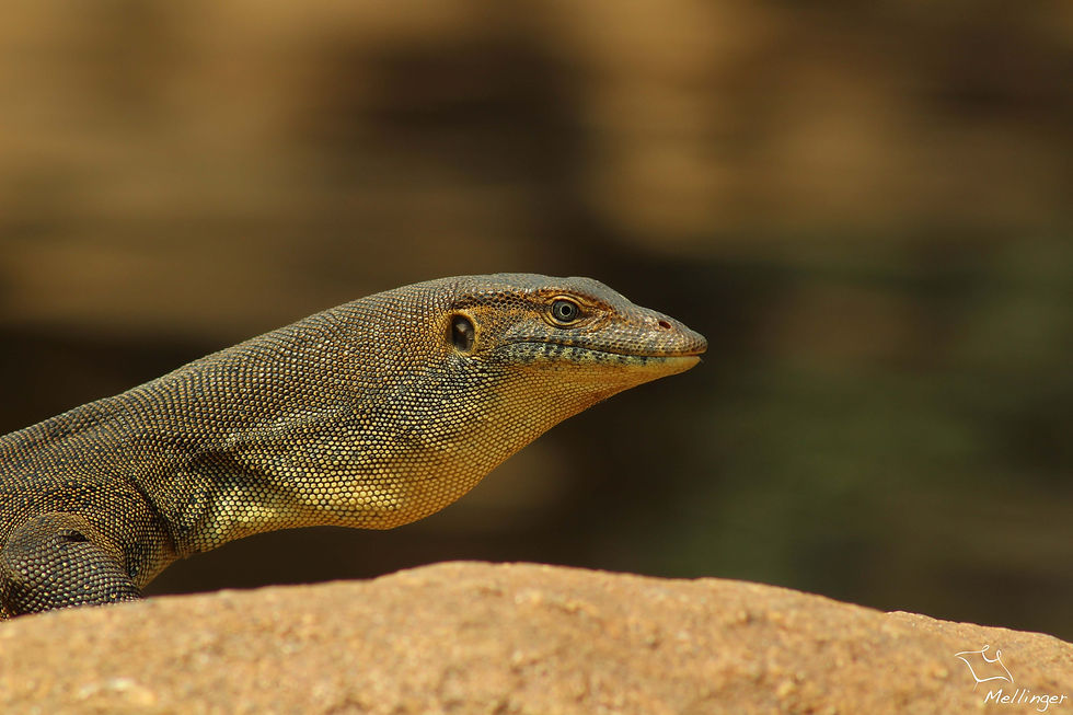 Merten's water monitor - Varanus mertensi