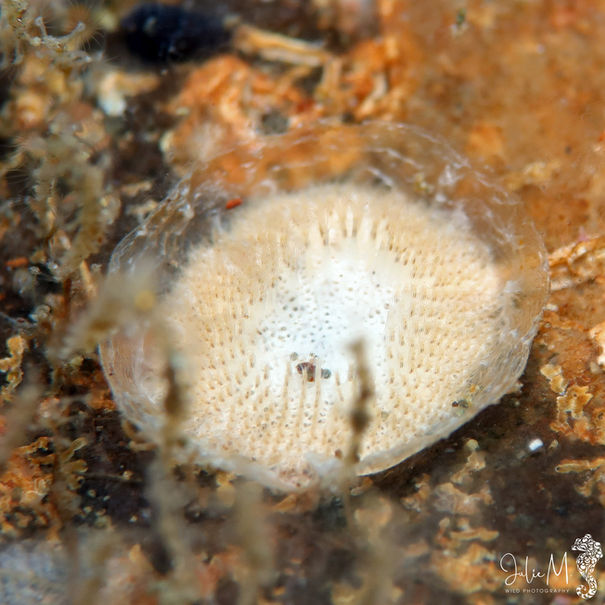 Patinelle rayonnée Patinella radiata