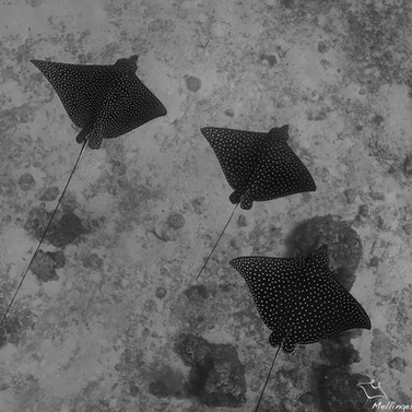 Raie léopard Aetobatus narinari