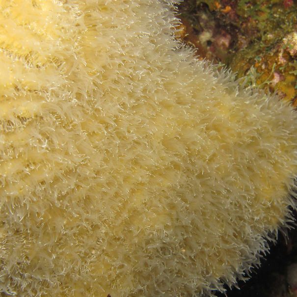 Meandrina méandrites