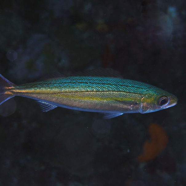 Bogue antillaise Haemulon vittatum 