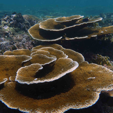 Acropora palmata