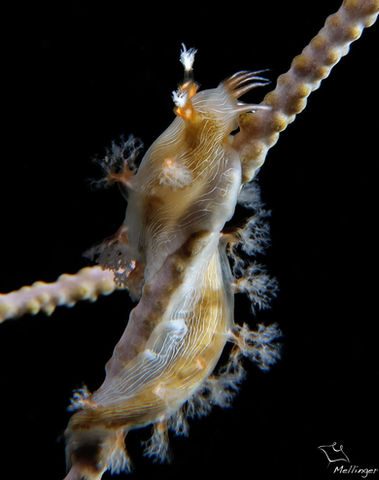 Tritonicula hamnerorum