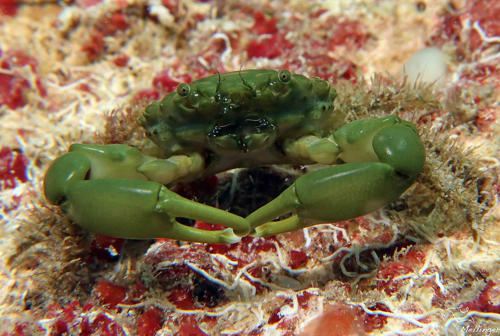 Crabe-araignée sculpté