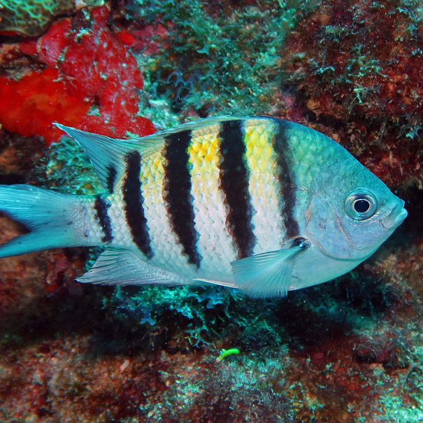 Sergent major Abudefduf saxatilis