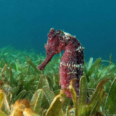 Hippocampe long nez Hippocampus reidi