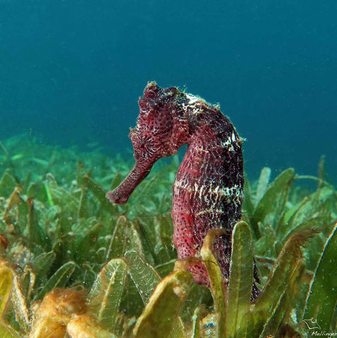 Hippocampe long nez Hippocampus reidi