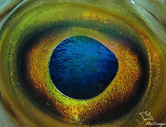 Diodon araignée Chilomycterus antillarum