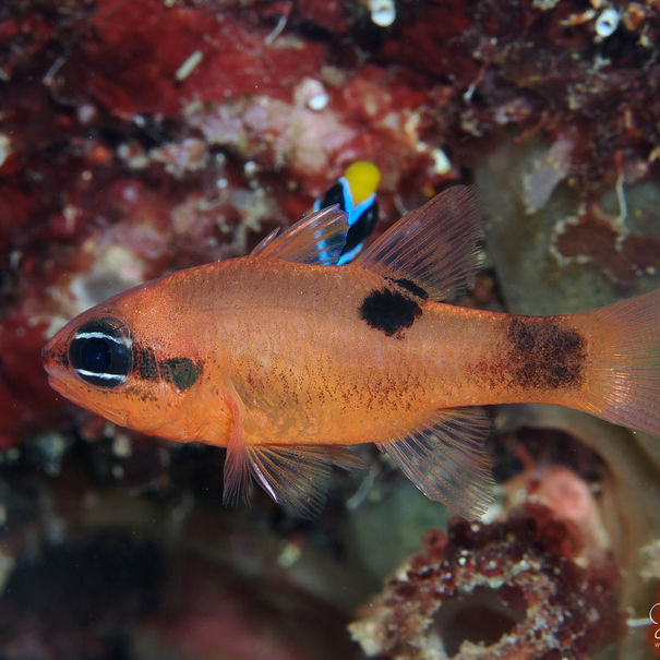 Cardinal flamboyant Apogon maculatus 
