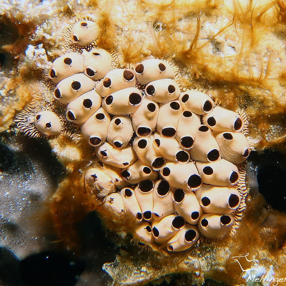 Ascidie coloniale mouchetée