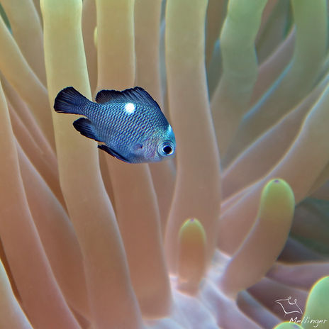 Demoiselle à trois points Dascyllus trimaculatus IMG_7379ptag.jpg