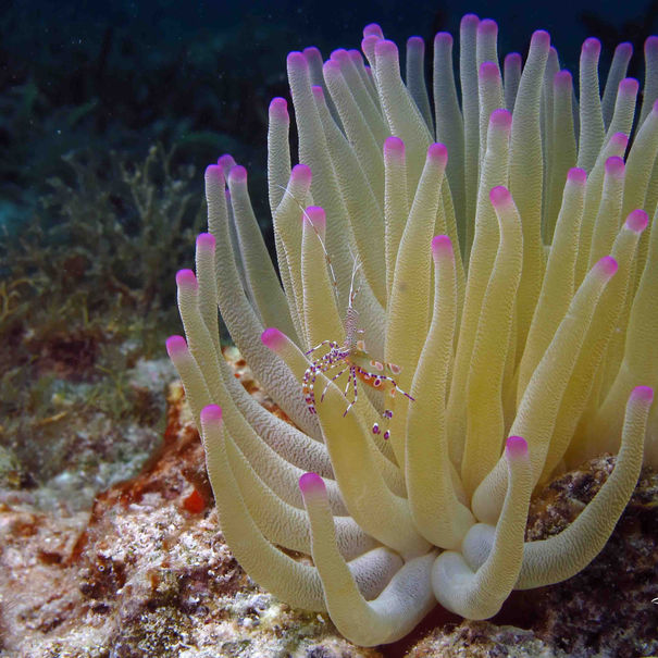  Condylactis gigantea