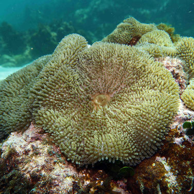 Stichodactyla helianthus