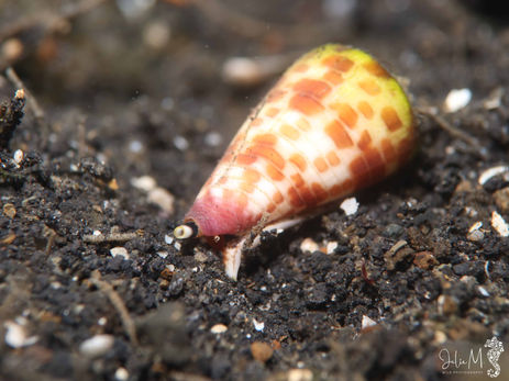 Cône Conus sp. 