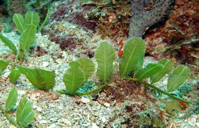Caulerpa sertularioides 
