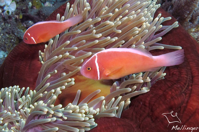 Amphiprion perideraion 