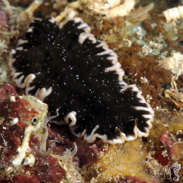 Ver plat de Rawlinson Pseudoceros rawlinsonae