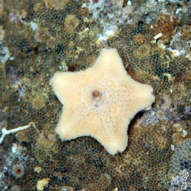 Astérine émoussée Asterinides folium 