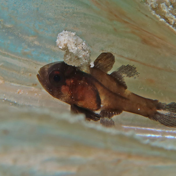 Cardinal ailes noires Astrapogon puncticulatus