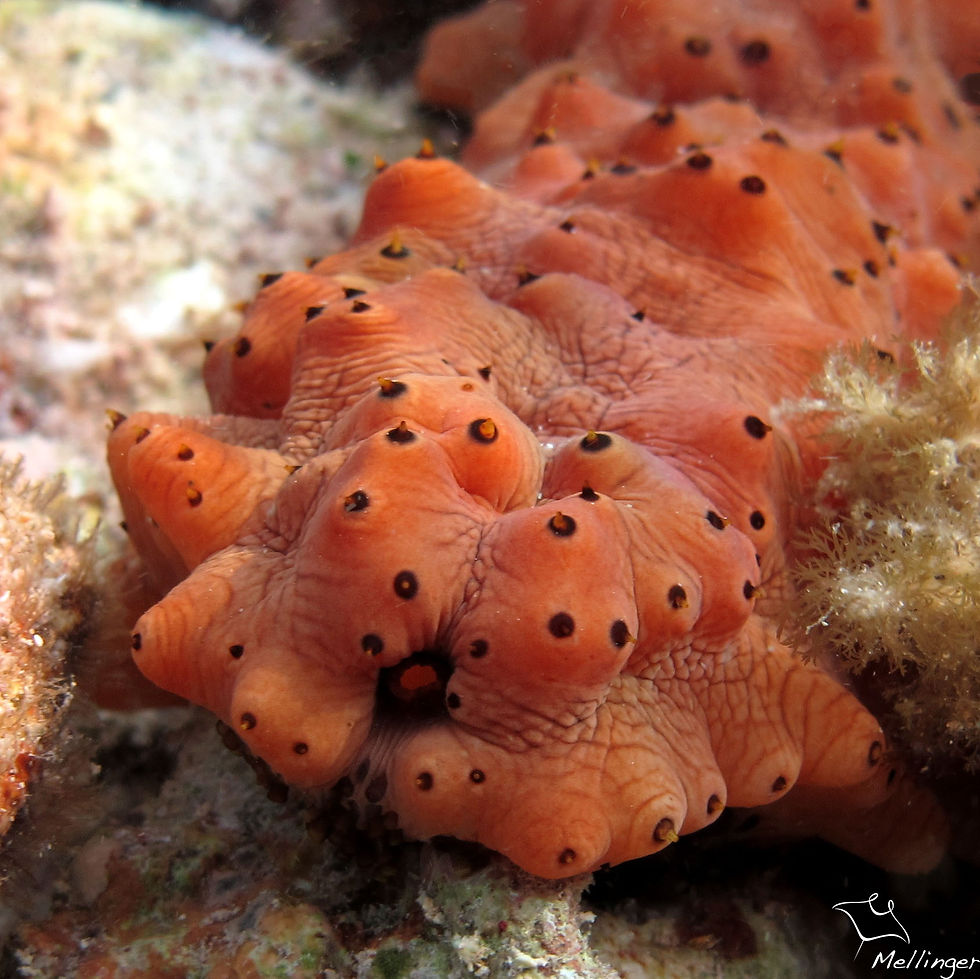 Holothurie pointillée