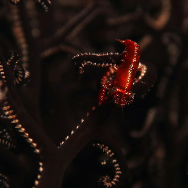 Periclimenes perryae