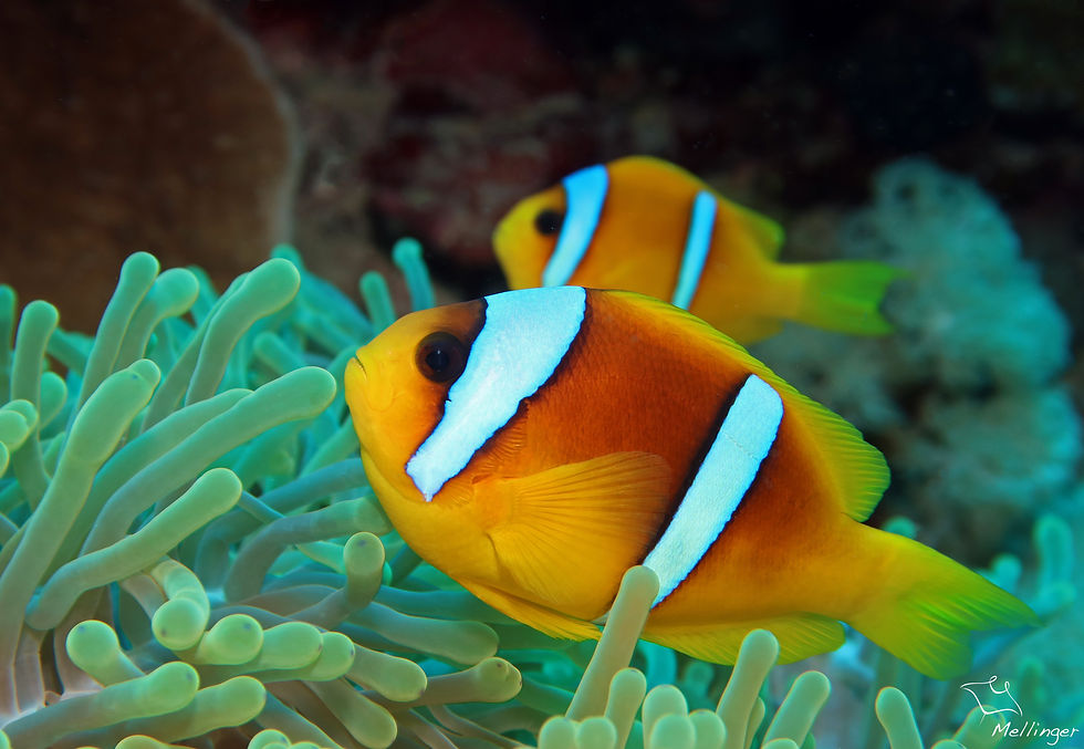 Clown à deux bandes