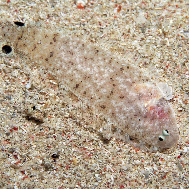 Symphurus ommaspilus