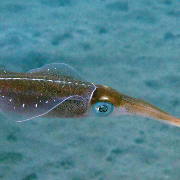 Calamar récifal des caraïbes Sepioteuthis sepioidea 