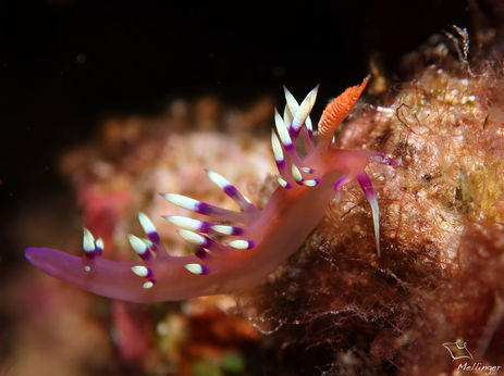 Flabellinde de la passion Flabellina exoptata