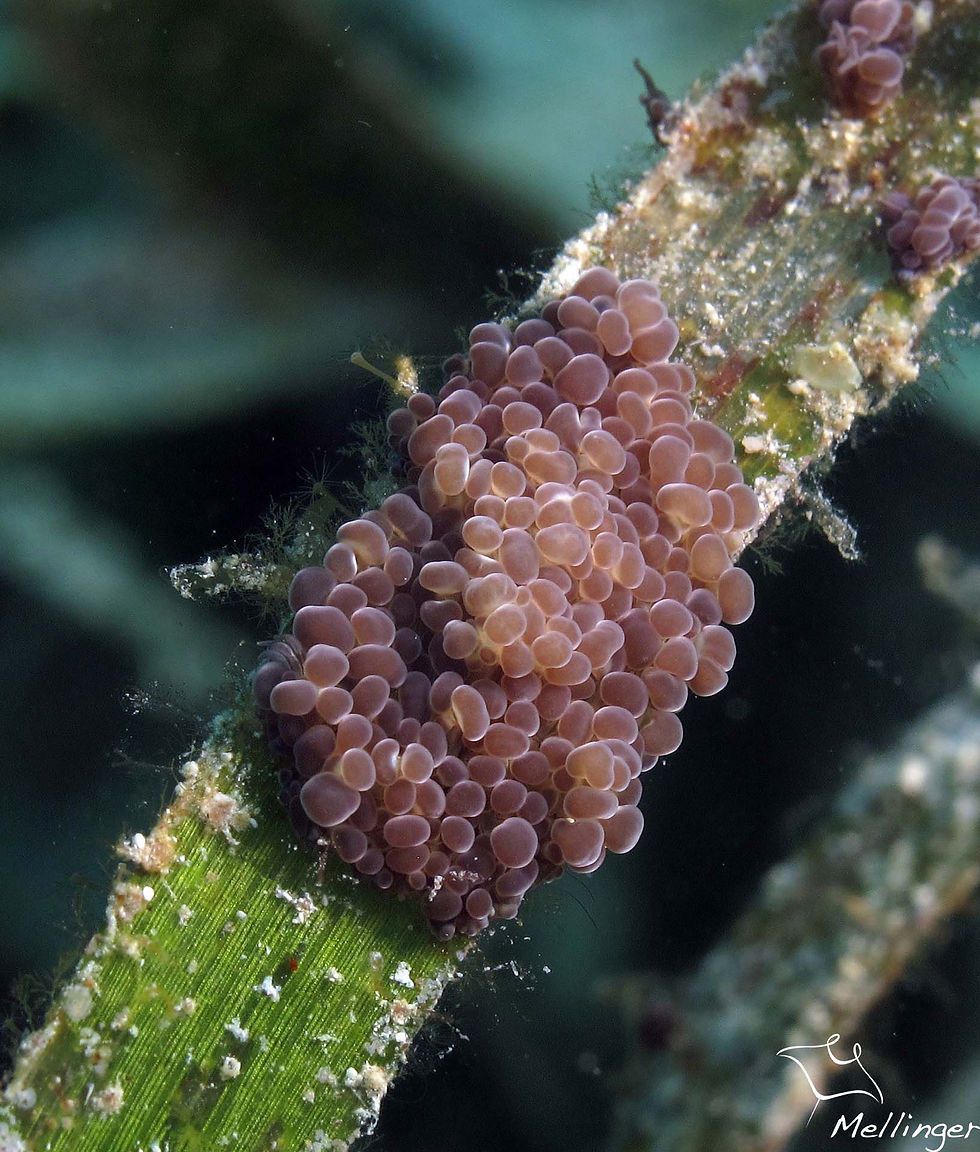 Anémone boursouflée