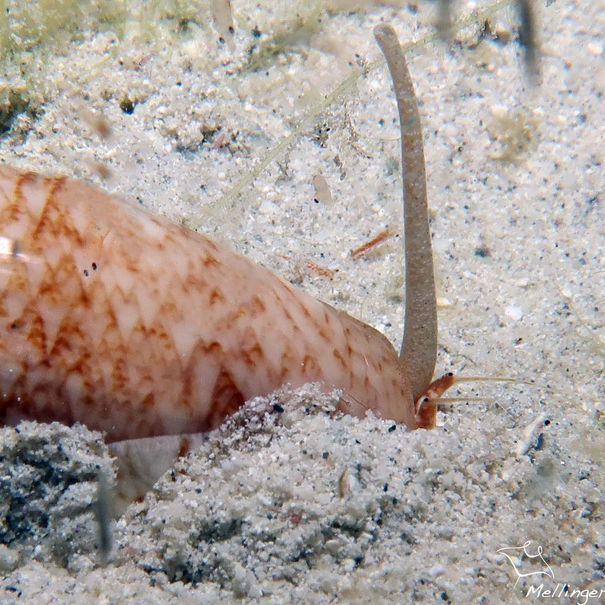 Olive réticulée Americoliva reticularis