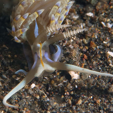 Dondice occidentalis