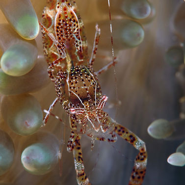 Periclimenes rathbunae