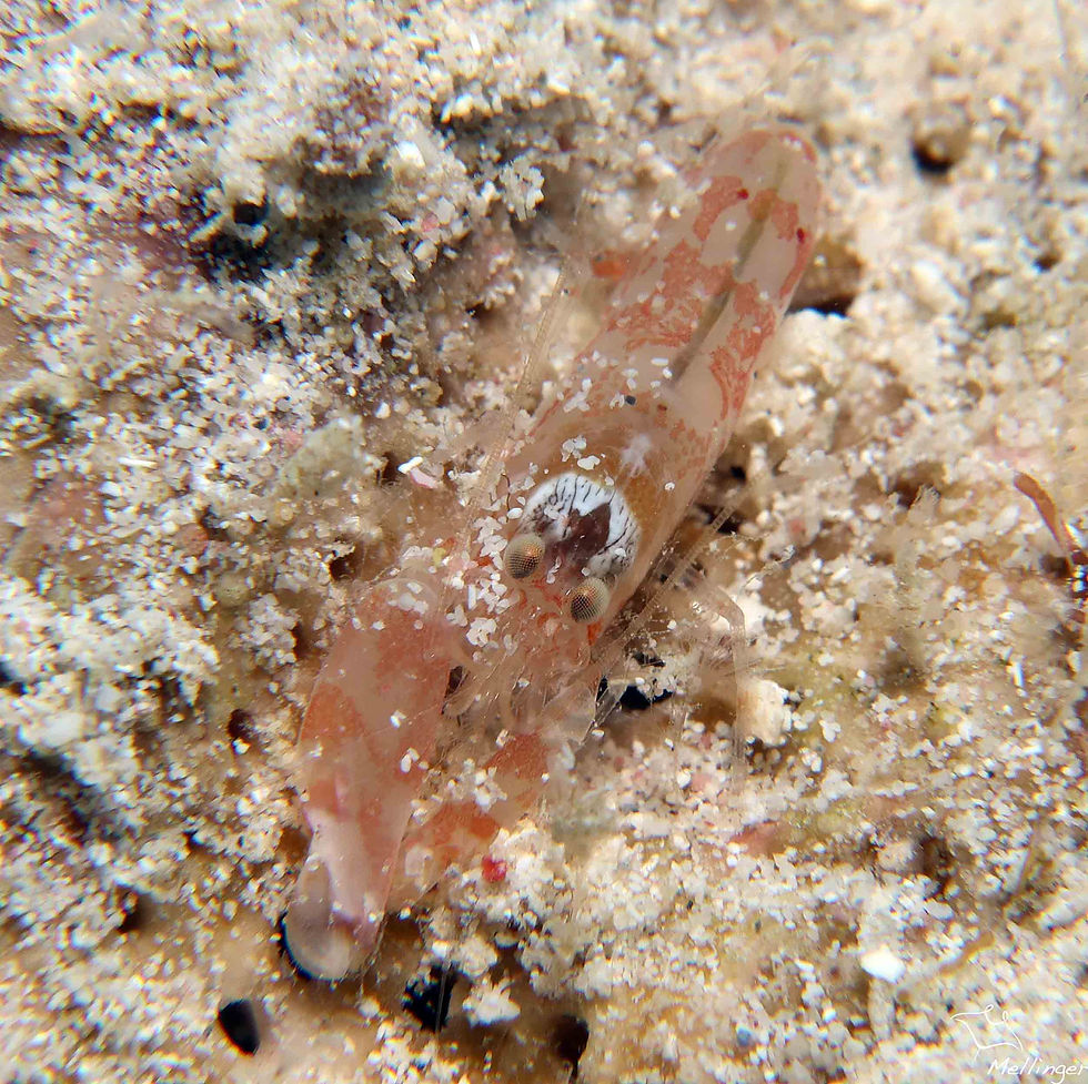 Crevette clap à bandes rouges