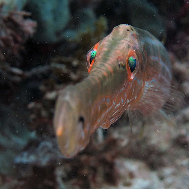 Trompettes Aulostomus maculatus