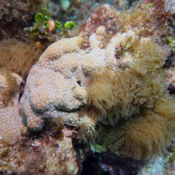 Erythropodium caribaeorum