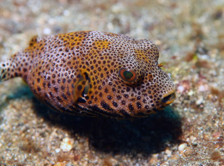 Poisson ballon étoilé Arothron stellatus