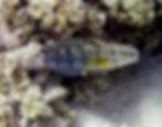 Whitebarred goby - Amblygobius phalaena