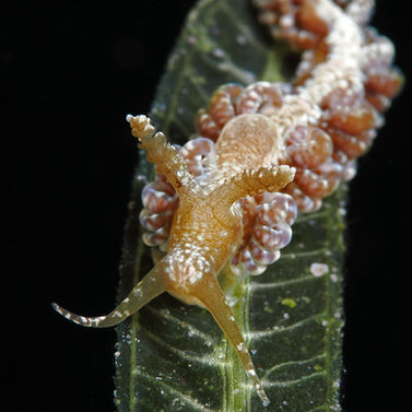 Spurilla sargassicola 